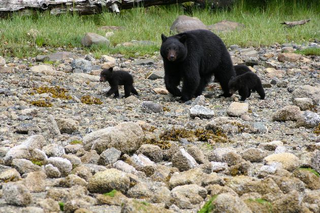 Schwarzbär Familie